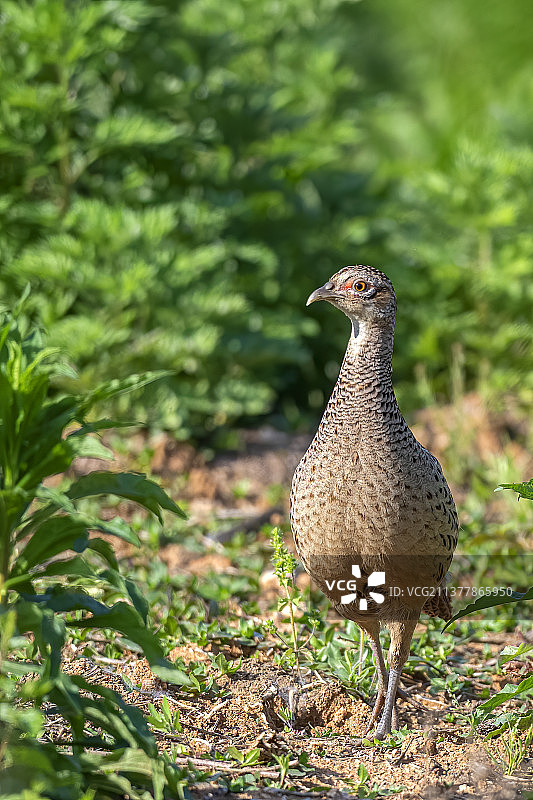 找郎君•雉鸡（母）图片素材