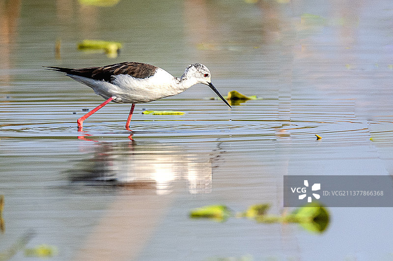 藕塘•黑翅长脚鹬图片素材