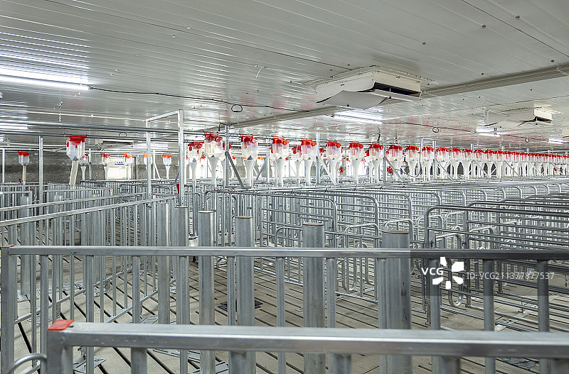 现代养猪场图片素材