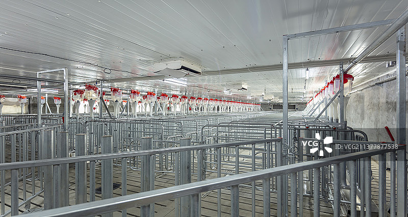 现代养猪场图片素材