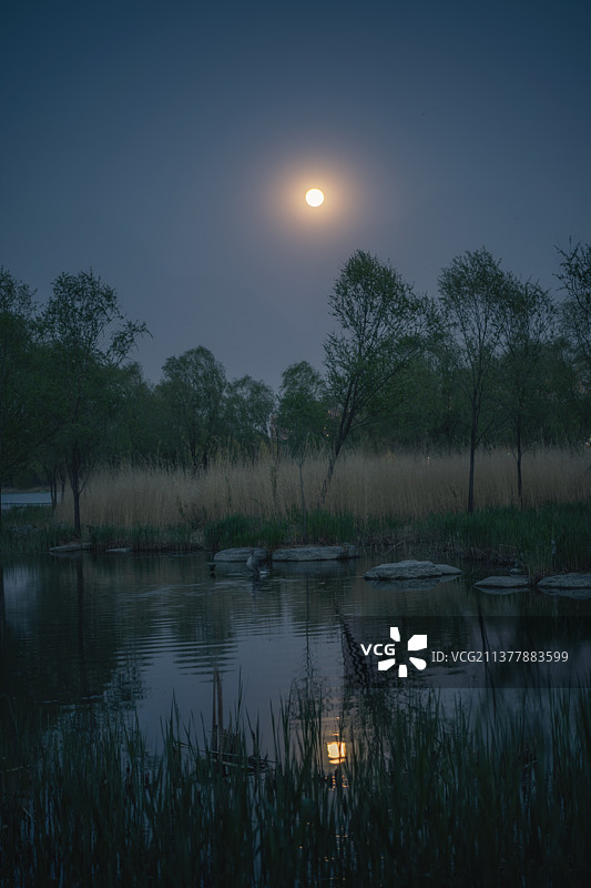 荷塘月色图片素材