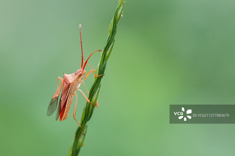 一只即将展翅的红色的蝽图片素材