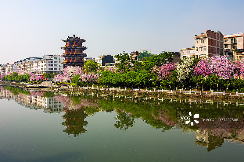 广西蒙山紫荆花开粉色满城吸引游人图片素材