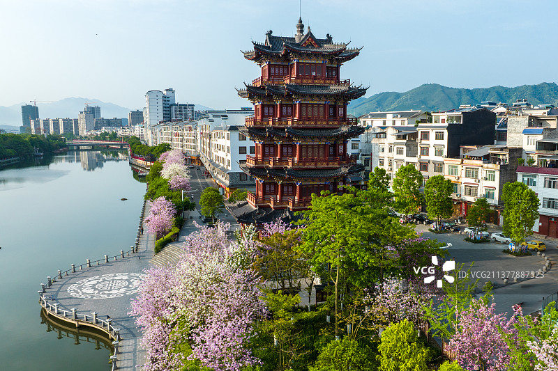 广西蒙山紫荆花开粉色满城吸引游人图片素材