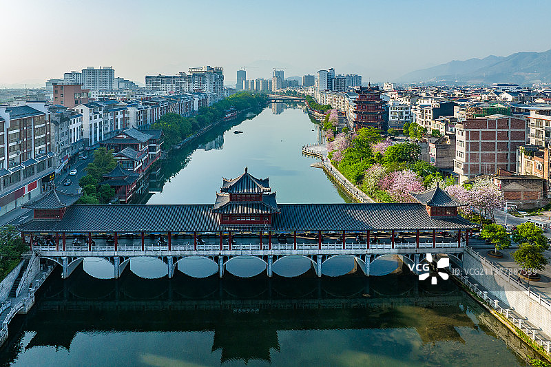 广西蒙山紫荆花开粉色满城吸引游人图片素材