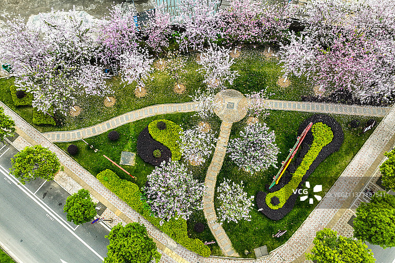 广西蒙山紫荆花开粉色满城吸引游人图片素材