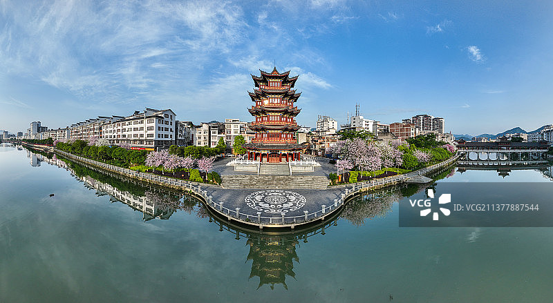 广西蒙山紫荆花开粉色满城吸引游人图片素材