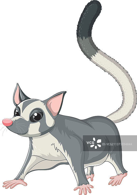 可爱的卡通蜜袋鼯图片素材