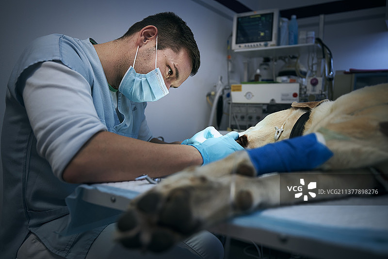 宠物狗外科手术中的兽医侧视图图片素材