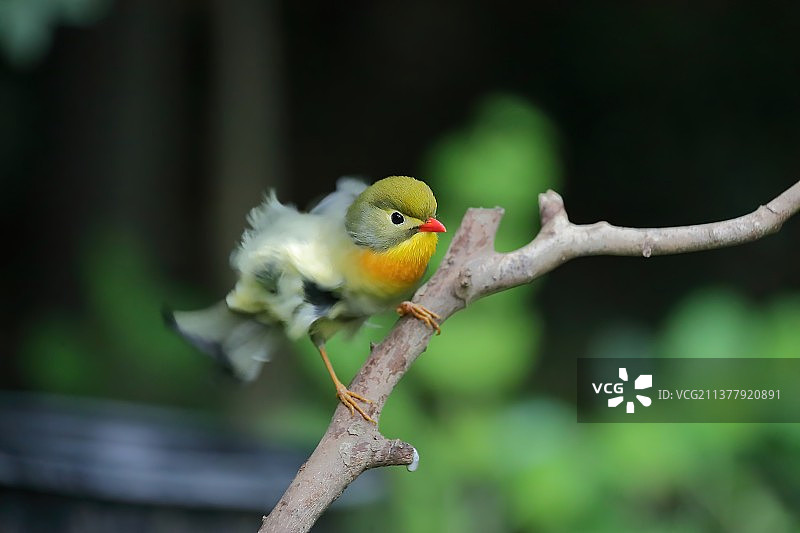 红嘴相思鸟在树枝上自编舞蹈图片素材