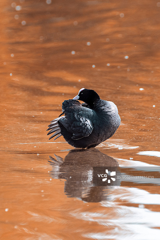骨顶鸡图片素材