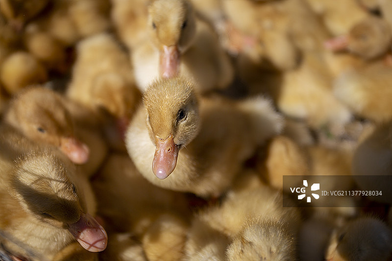 好奇的小鸭子图片素材