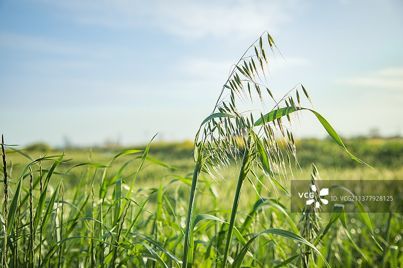 春之麦穗图片素材