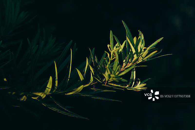 罗汉松的树叶图片素材