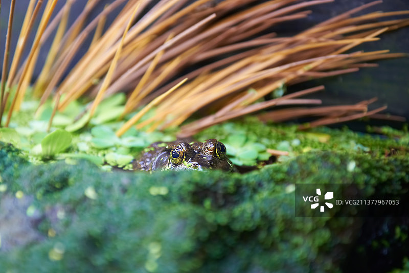 湖中青蛙特写图片素材