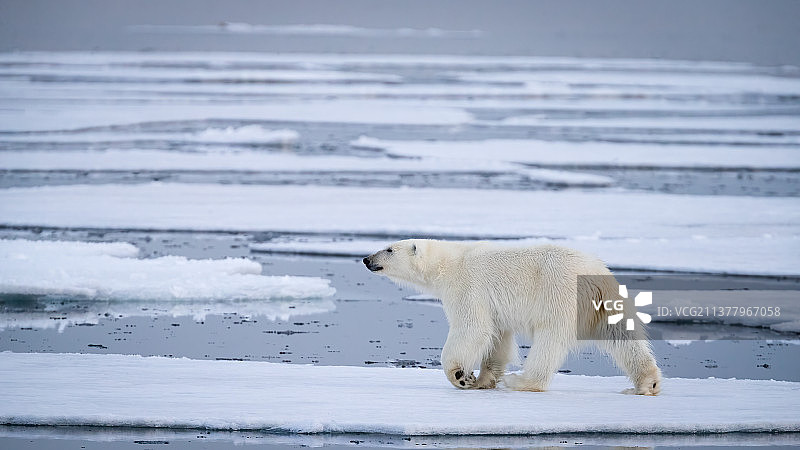 在家中走动的北极熊图片素材