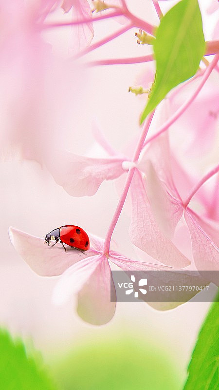 四季春夏秋冬自然生态花卉动植物手机壁纸图片素材