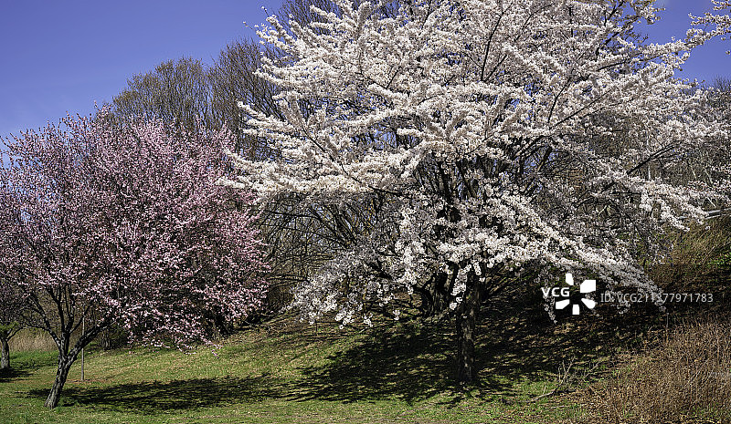 纽约市的樱花树美景图片素材