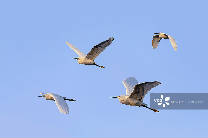 雪鹭四重奏，低角度拍摄鸟类飞过湛蓝天空，圣ibel岛，佛罗里达州，美国图片素材