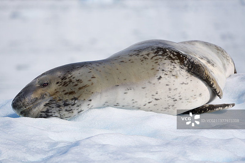 豹海豹特写：雪地上睡觉的海豹图片素材