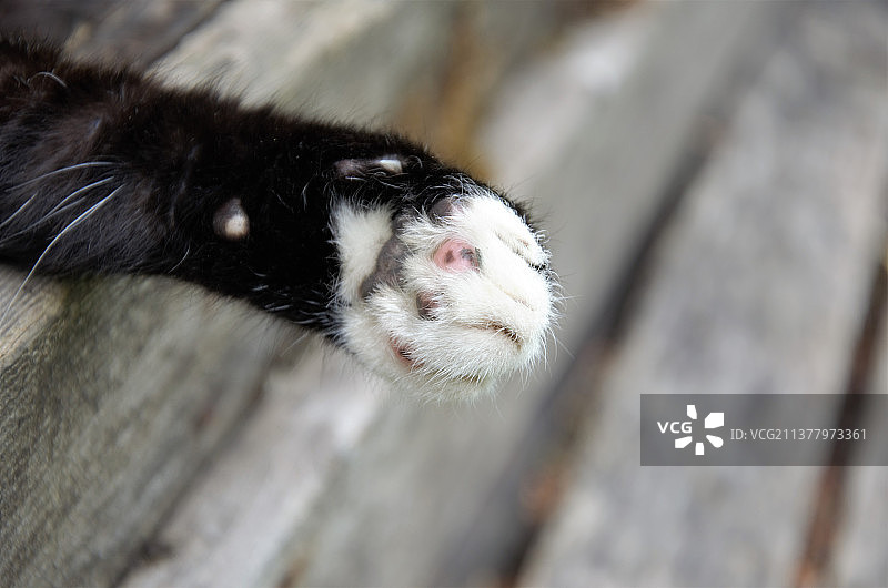 猫爪黑白特写，木质背景，高角度拍摄图片素材