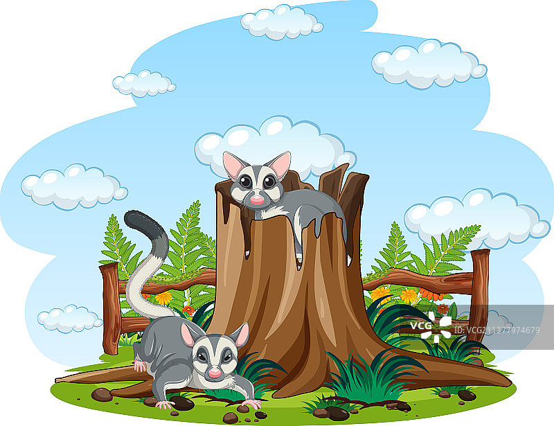 花园里的两只蜜袋鼯图片素材