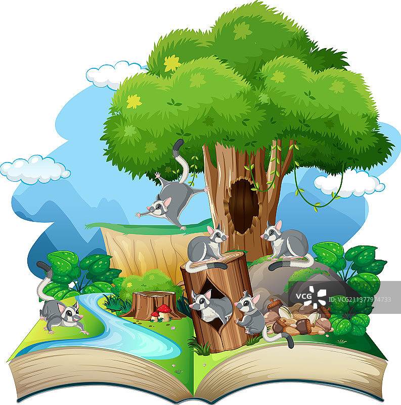 森林中的多种蜜袋鼯自然风光图片素材