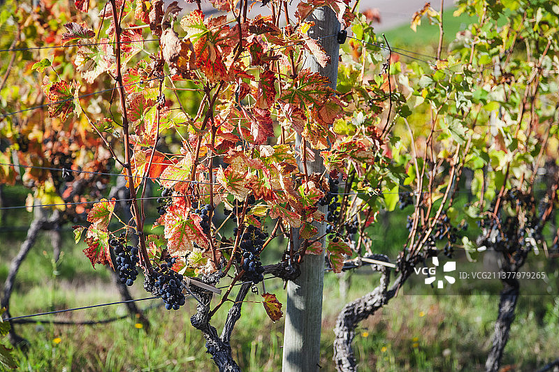 世界各地的葡萄酒和葡萄园——阿根廷图片素材