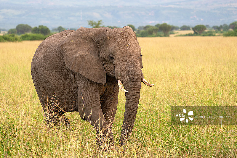 乌干达草原上野生大象的景色图片素材