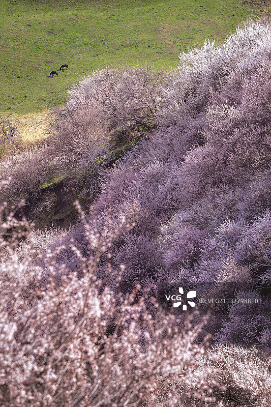 春季新疆伊犁吐尔根杏花图片素材