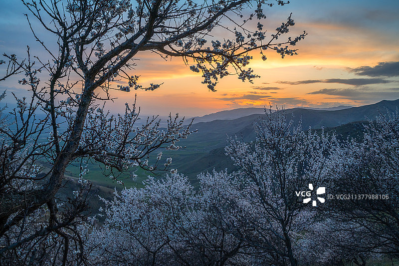 春季新疆伊犁吐尔根杏花图片素材