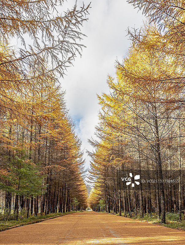 中国四川省巴中市光雾山风景区秋天杉树林风光图片素材