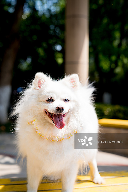 宠物狗银狐图片素材