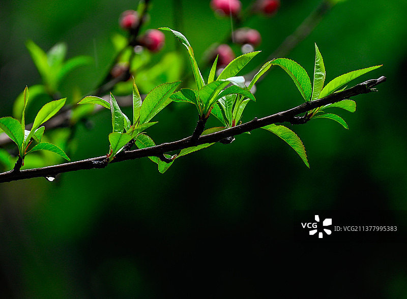 春天雨后生机盎然的花卉美景壁纸图片素材
