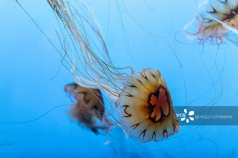 黑星海刺水母图片素材