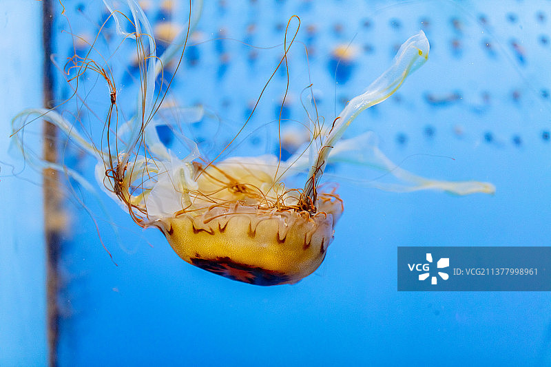 漂浮的黑星海刺水母图片素材