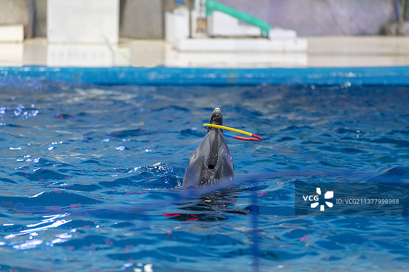 中国山东泉城海洋极地世界海洋剧场，海豚表演在水中转圈图片素材