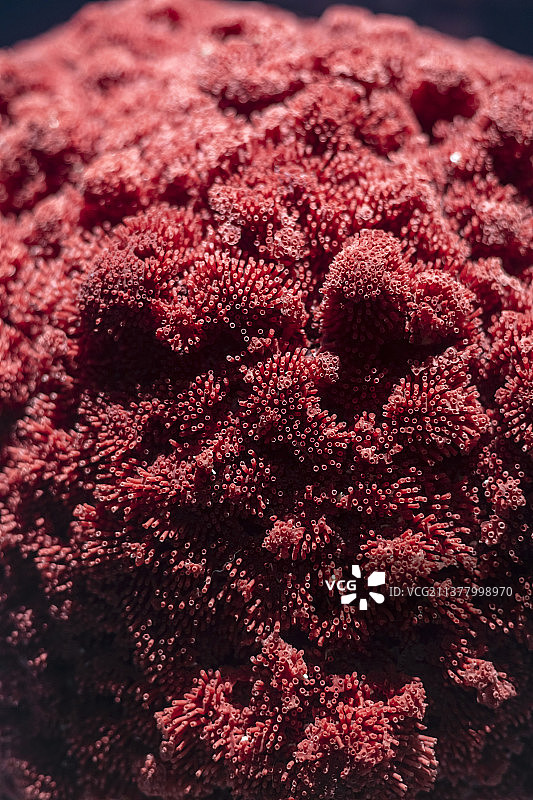 笙珊瑚标本特写图片素材