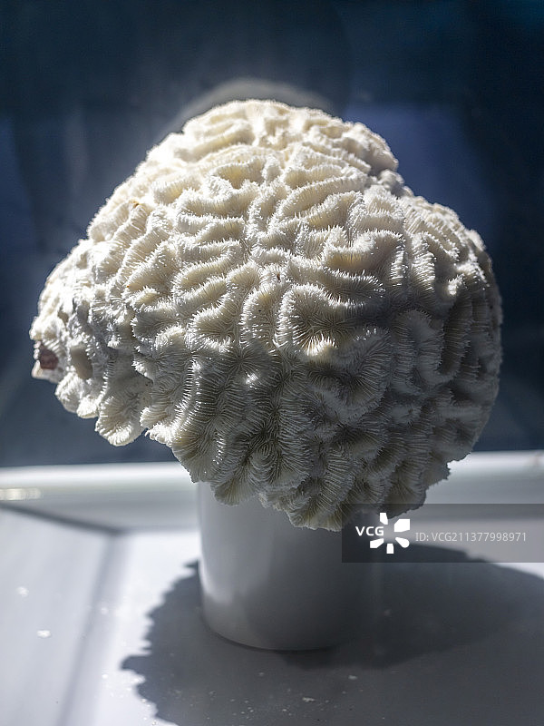 中国山东泉城海洋极地世界科普馆脑珊瑚标本图片素材