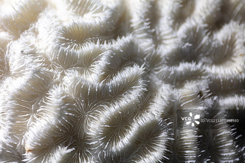 迷宫脑珊瑚标本特写图片素材