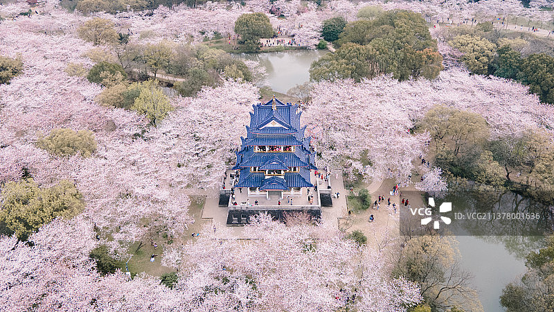 航拍下的樱花图片素材