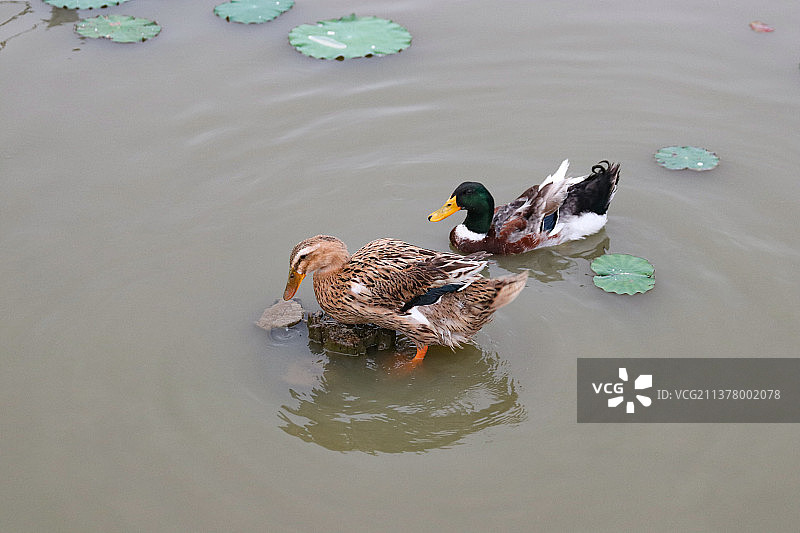 深圳海上田园景区景观图片素材