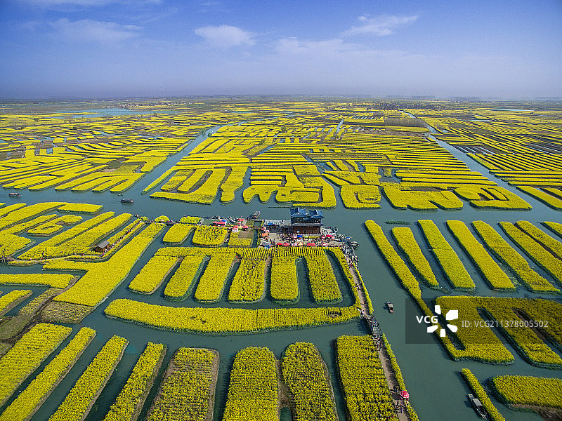 盛开的油菜花阡陌纵横春天美景图片素材
