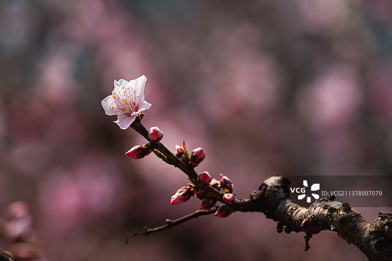 桃花春色暖先开，明媚谁人不看来图片素材