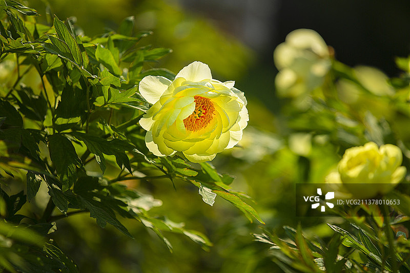 富贵吉祥黄牡丹图片素材