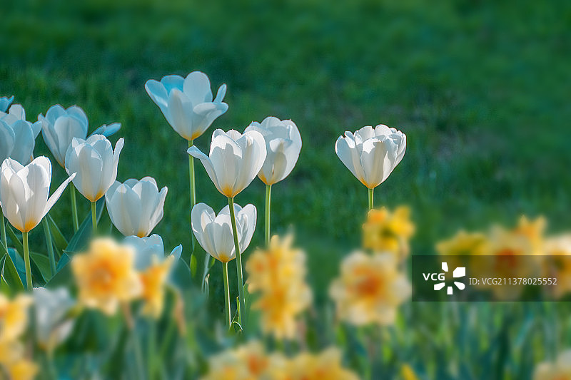 郁金香五颜六色图片素材