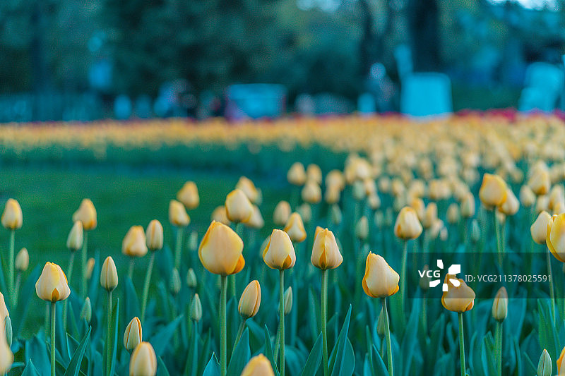 郁金香五颜六色图片素材