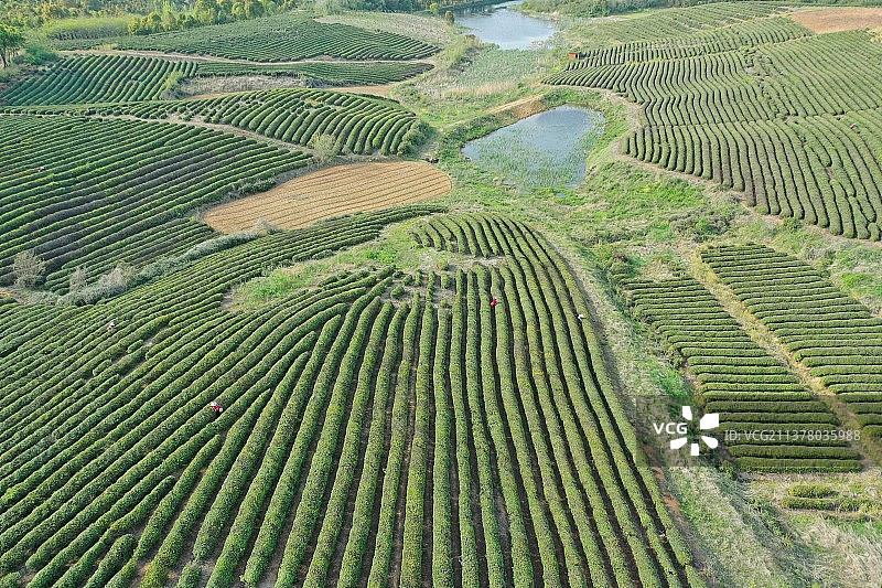 云雾山茶场图片素材