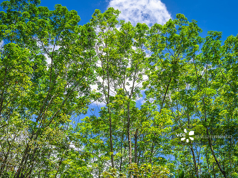海南生物多样性行道树小叶榄仁高清壁纸图片素材