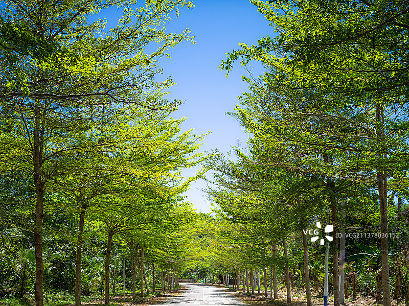 海南生物多样性行道树小叶榄仁林荫大道图片素材
